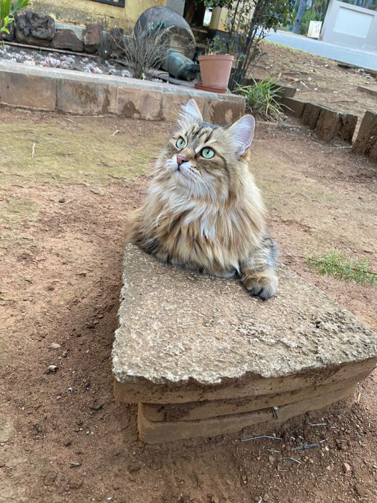 Coco’s Pet Import Review: From Malaysia to South Africa 🇲🇾🐈🇿🇦 17 Coco’s Pet Import Review - From Malaysia to South Africa Featured Image