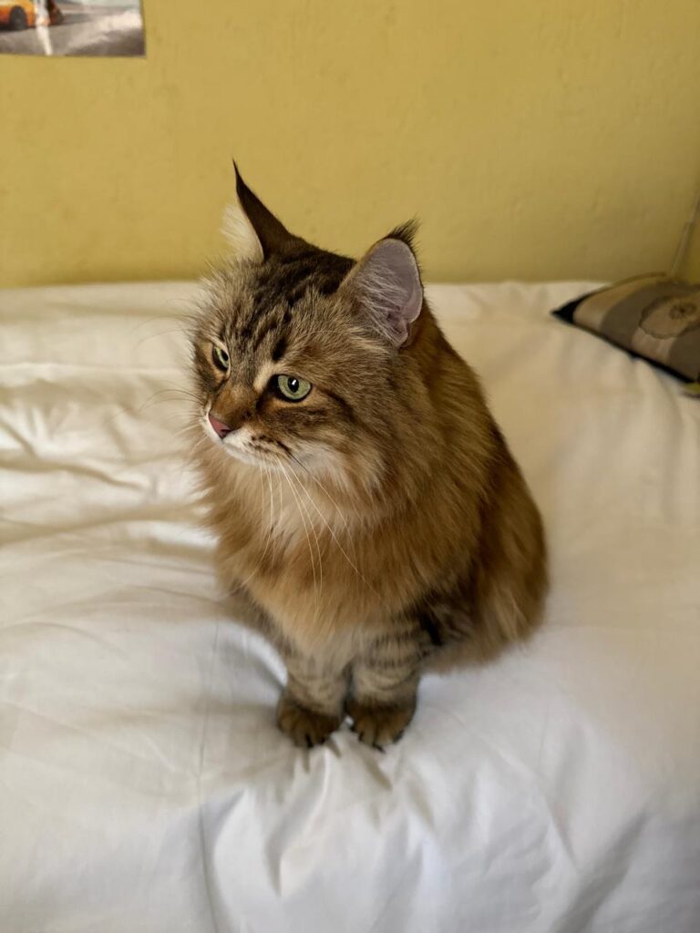 Coco’s Pet Import Review: From Malaysia to South Africa 🇲🇾🐈🇿🇦 - Cocos Pet Import Review From Malaysia to South Africa 2 - Keringa-Petwings - Pet Transport, Pet Boarding, Pet Shop & Pet Services