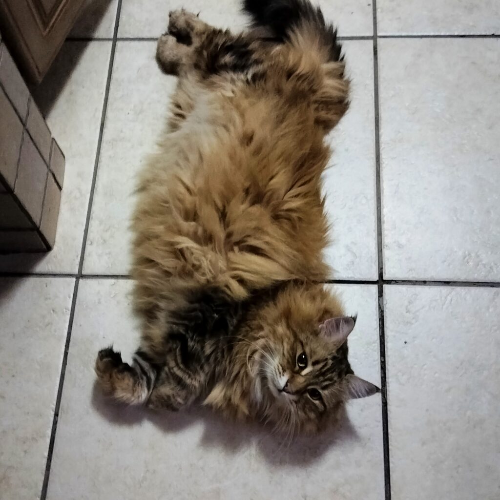 Coco’s Pet Import Review: From Malaysia to South Africa 🇲🇾🐈🇿🇦 - Cocos Pet Import Review From Malaysia to South Africa 3 - Keringa-Petwings - Pet Transport, Pet Boarding, Pet Shop & Pet Services