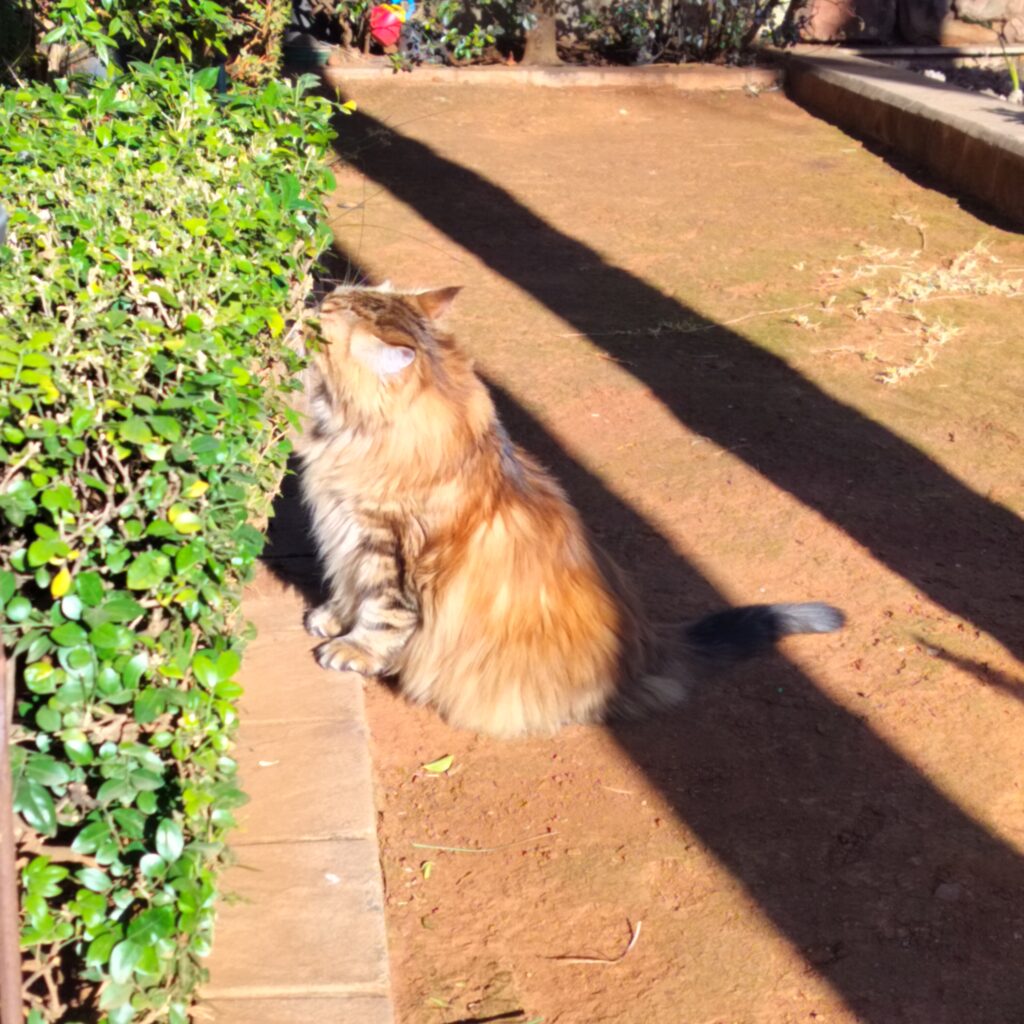 Coco’s Pet Import Review: From Malaysia to South Africa 🇲🇾🐈🇿🇦 - Cocos Pet Import Review From Malaysia to South Africa 4 - Keringa-Petwings - Pet Transport, Pet Boarding, Pet Shop & Pet Services