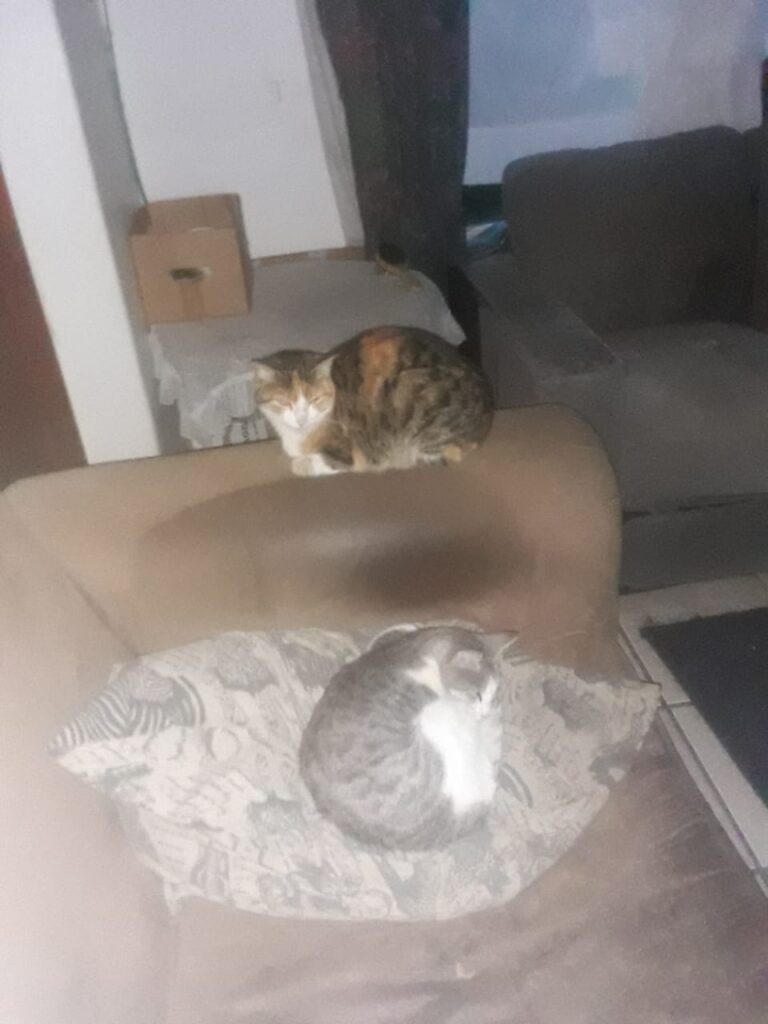 Maxwell and Chloe to Port Elizabeth 🐈🐈✈️ 10 Maxwell and Chloe to Port Elizabeth Pet Transport Testimonial Featured Image 2