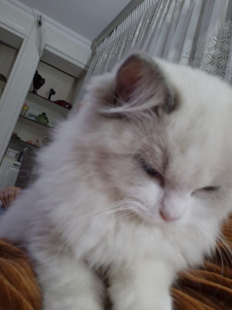 Petwheels: From Roodepoort, Gauteng to Newcastle, KwaZulu-Natal 🐈💖🚐 - Petwheels From Roodepoort Gauteng to Newcastle KwaZulu Natal Featured Image 2 - Keringa-Petwings - Pet Transport, Pet Boarding, Pet Shop & Pet Services