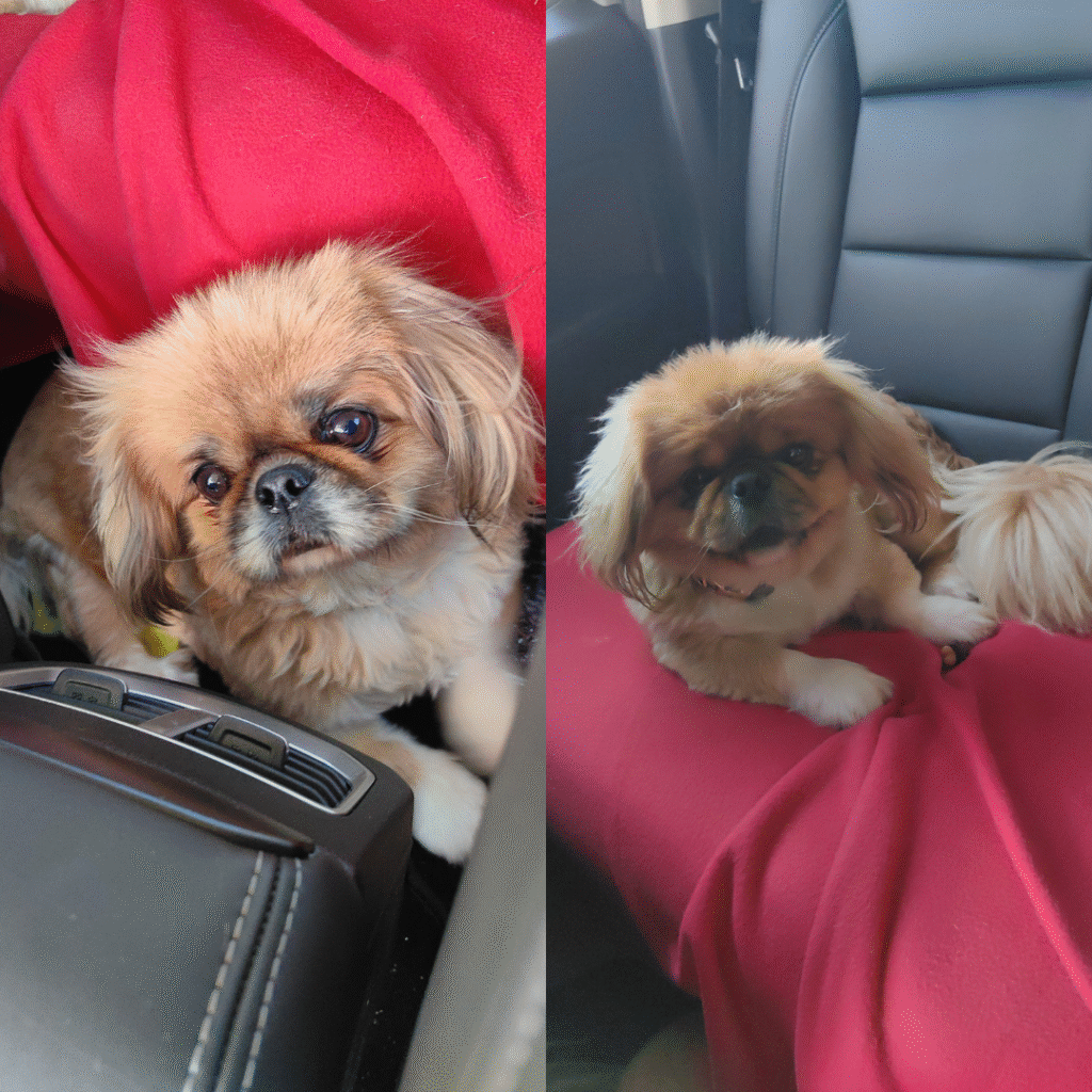 Reaper and Ceaser are Safely in Australia 🇦🇺❤️🐶 8 Reaper and Ceasar are Safely in Australia Featured Main Image