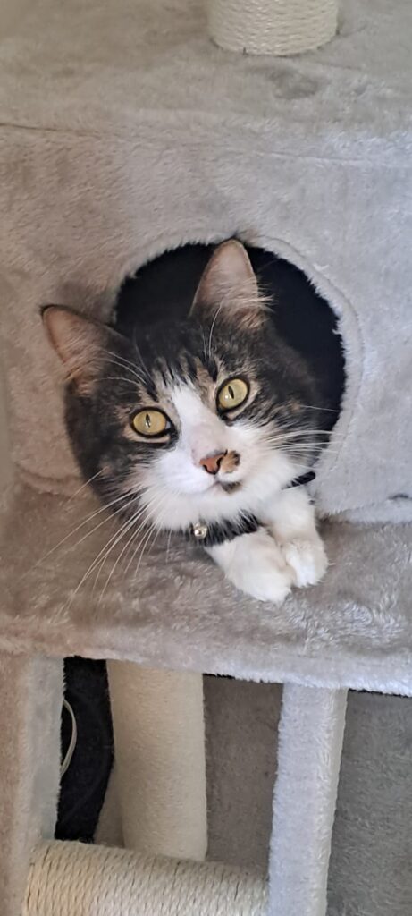 Tink and Mia are Reunited with Their Family in New Zealand 🐈❤️🇳🇿 1 Tink and Mia are Reunited with Their Family in New Zealand Featured Image
