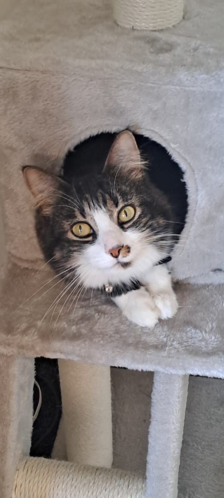 Tink and Mia are Reunited with Their Family in New Zealand Featured Image