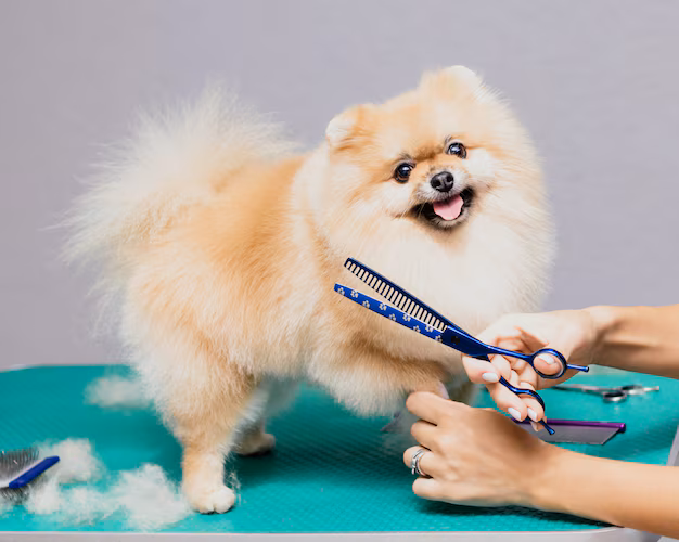 Keringa Doggy Daycare - Full GRooming Service Doggy Daycare Optional Extra Image - Keringa-Petwings - Pet Transport, Pet Boarding, Pet Shop & Pet Services