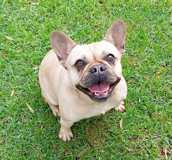 Keringa Doggy Daycare - Meet some of our dog VIPs Very Important Pups who love their luxurious Forest Log Cabins Keringa Petwings Pet Boarding Testimonials 1 - Keringa-Petwings - Pet Transport, Pet Boarding, Pet Shop & Pet Services