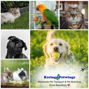 10 Essential Tips for Stress-Free International Pet Transport Featured Image