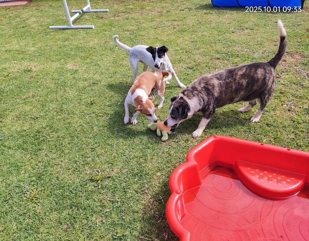 Keringa Private Pet Parks Featured image