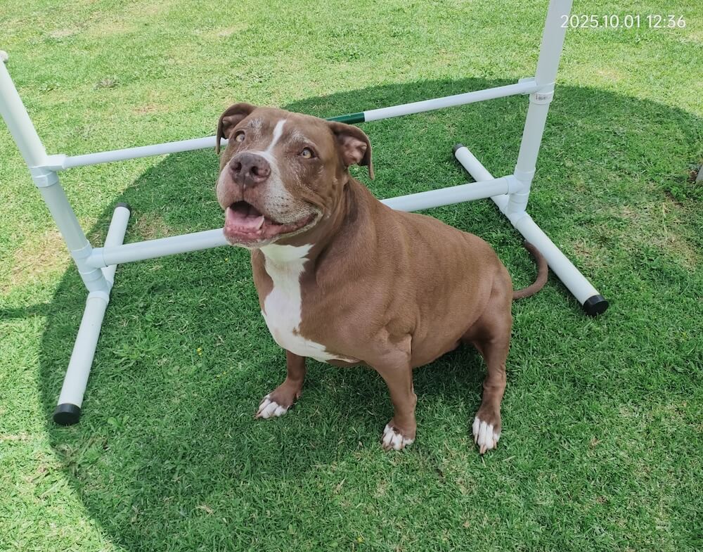 Private Pet Parks - Keringa Private Pet Parks Featured Image 123926 - Keringa-Petwings - Pet Transport, Pet Boarding, Pet Shop & Pet Services