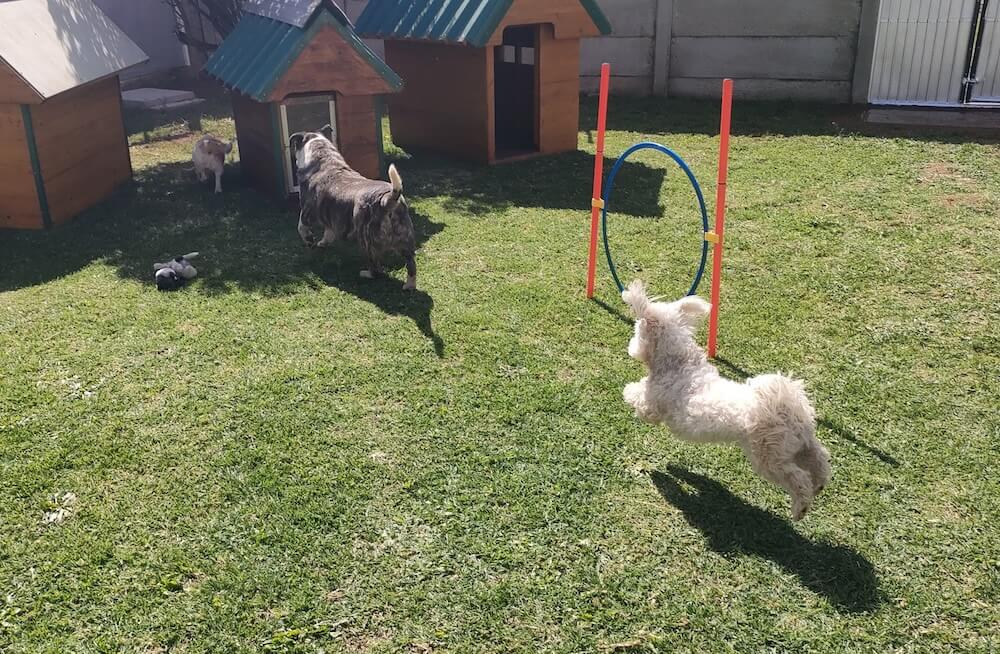 Private Pet Parks - Keringa Private Pet Parks Featured Image 145258 - Keringa-Petwings - Pet Transport, Pet Boarding, Pet Shop & Pet Services