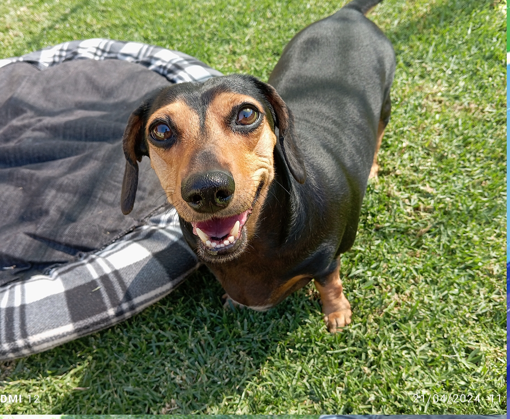 Private Pet Parks - Meet Nala and Mia Who Spent a Month at Keringa Petwings Keringa Petwings Pet Boarding Testimonials 2 - Keringa-Petwings - Pet Transport, Pet Boarding, Pet Shop & Pet Services