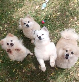 Daily Updates, Happy Pups Featured Image 1