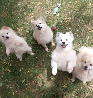 Daily Updates, Happy Pups Featured Image 2