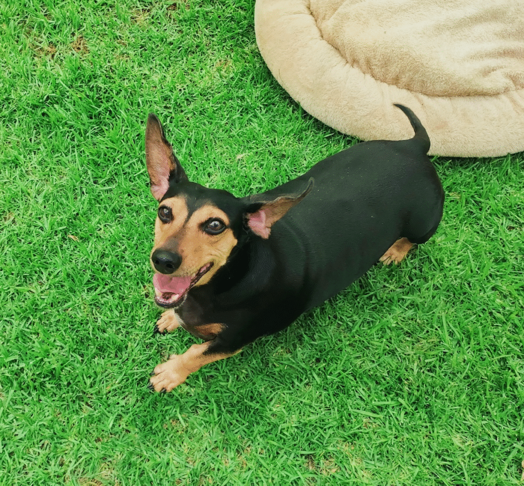 Little Mia's Happy Holiday at Keringa 🐶❤️ - Mias Holiday at Keringa Featured Image - Keringa-Petwings - Pet Transport, Pet Boarding, Pet Shop & Pet Services