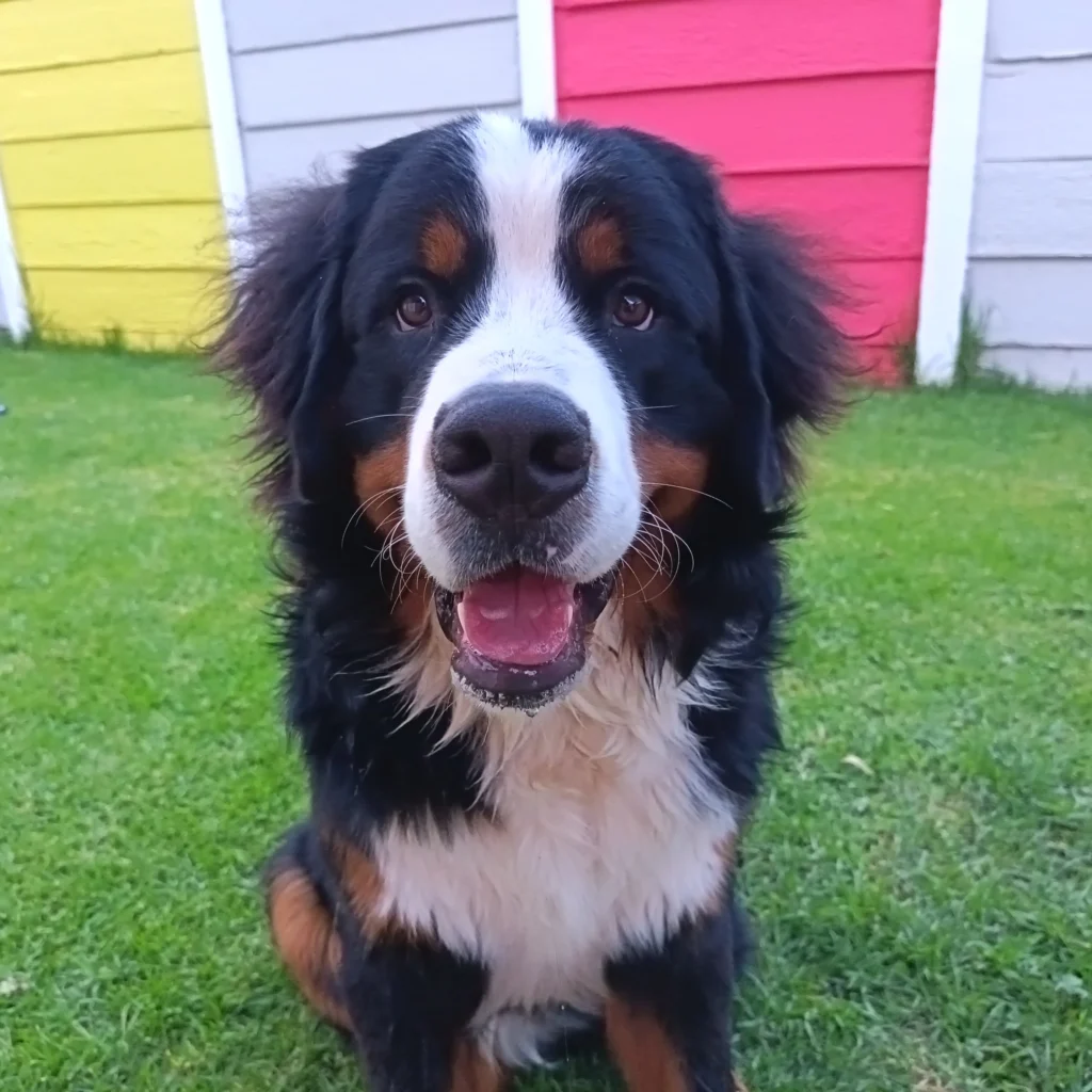 Ooste and Aurora's Doggy Daycare Experience Featured Image 1