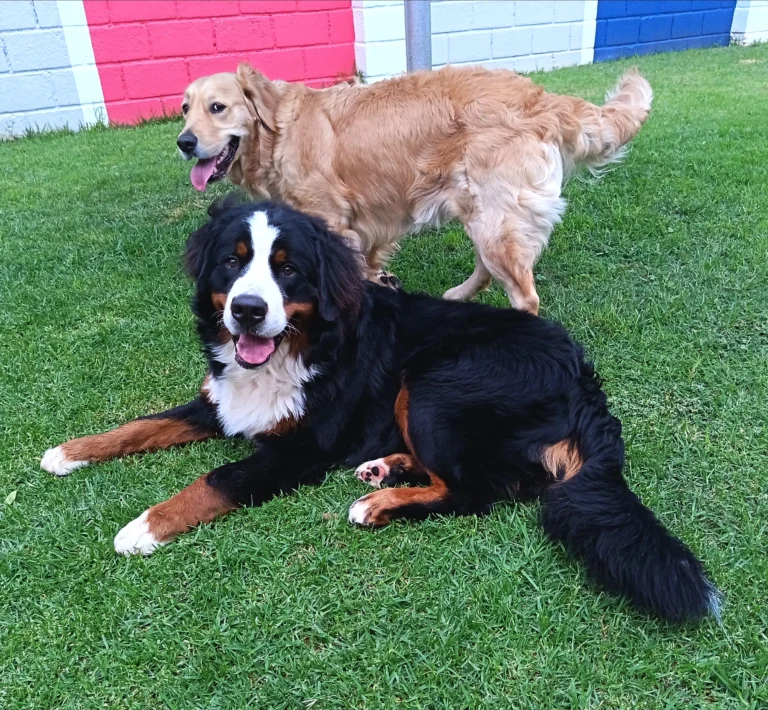 Ooste and Aurora's Doggy Daycare Experience Featured Image 2