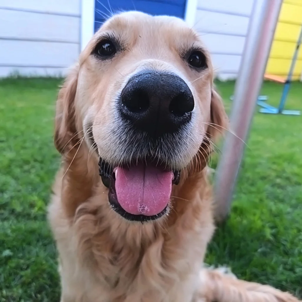 Ooste and Aurora's Doggy Daycare Experience Featured Image 3