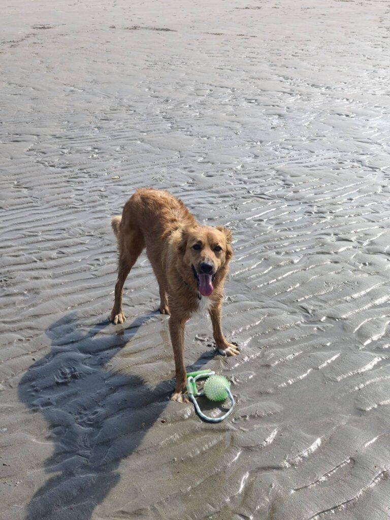Golden dog Donut enjoying the beach in France after relocation.