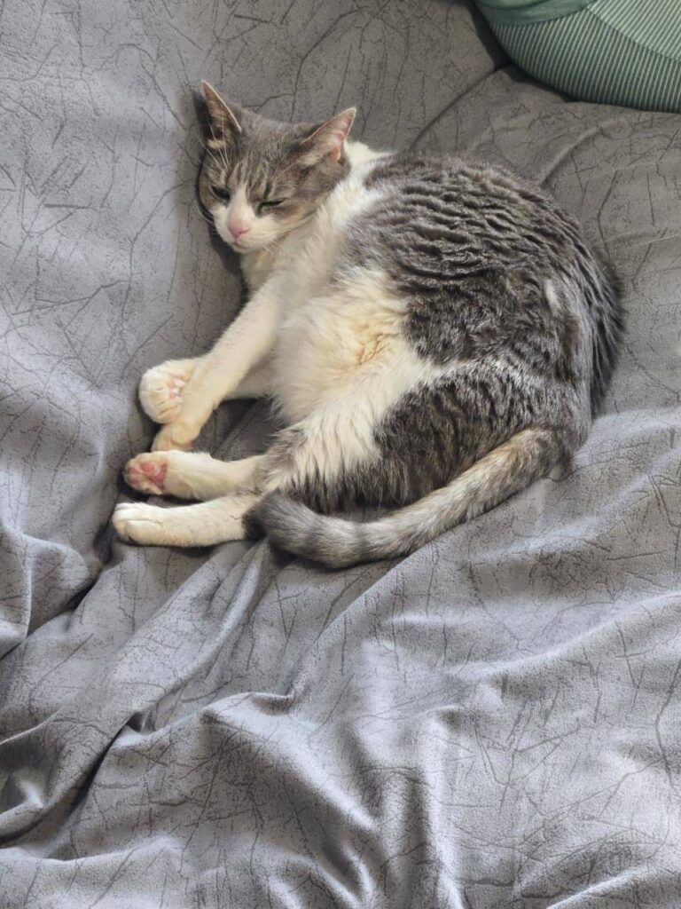 International cat transport to Texas