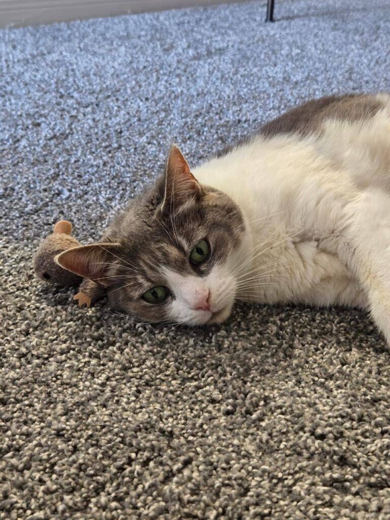 Pet relocation South Africa to USA - Persi the cat