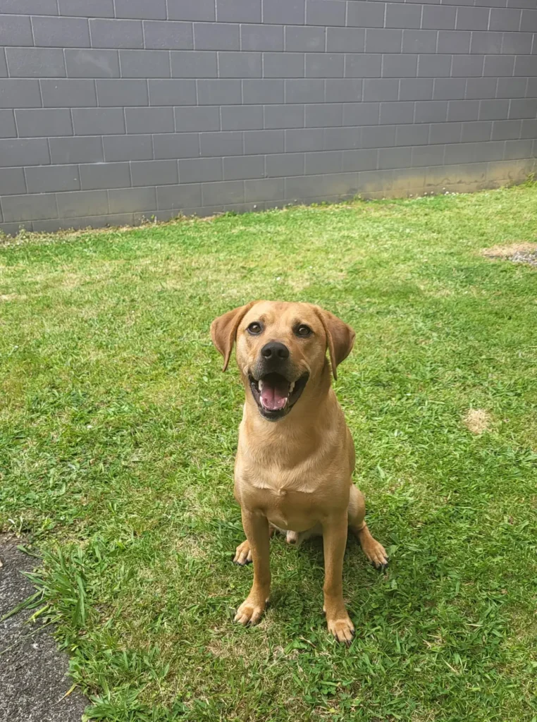 Canine Cottage - Oscar is Loving New Zealand Keringa Petwings Pet Transport Testimonials 3 - Keringa-Petwings - Pet Transport, Pet Boarding, Pet Shop & Pet Services