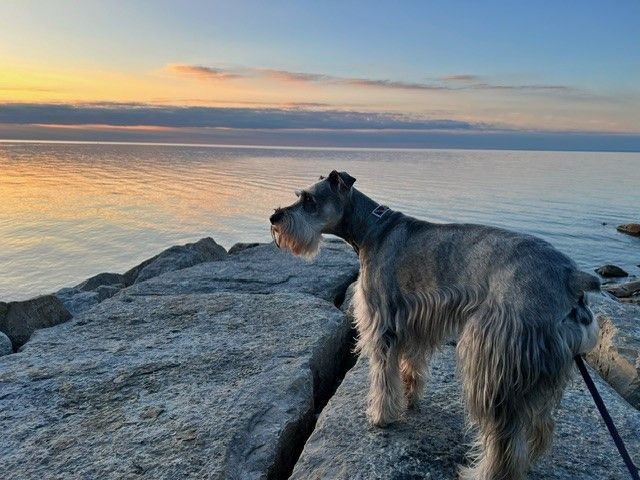 Canine Cottage - Zola and Jaxon Have Arrived in Toronto Keringa Petwings Pet Transport Testimonials 2 - Keringa-Petwings - Pet Transport, Pet Boarding, Pet Shop & Pet Services