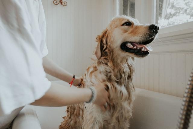 Canine Cottage - autri taheri dog wash - Keringa-Petwings - Pet Transport, Pet Boarding, Pet Shop & Pet Services
