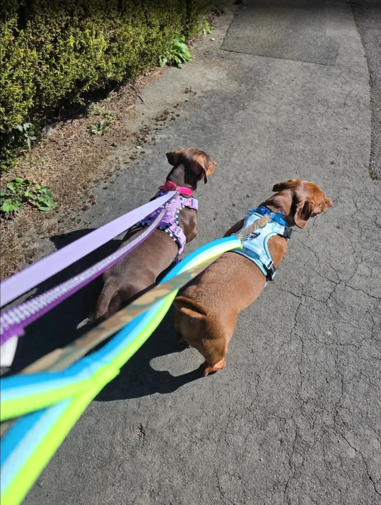Dexter and Luna's Journey- A Happy New Beginning in the United Kingdom Featured Image
