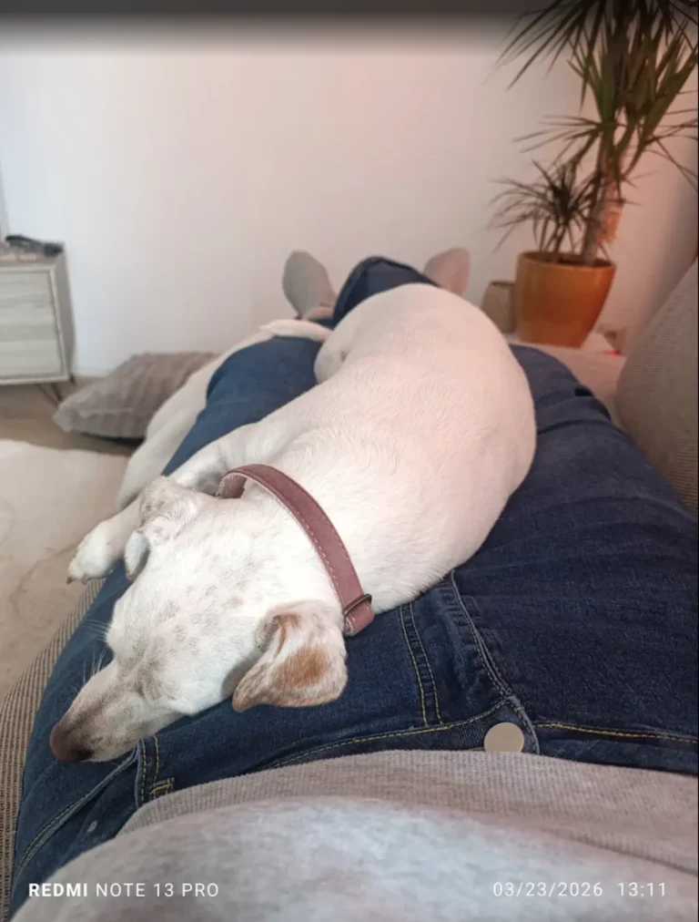 Snowy’s Journey - A Happy Pet Transport Story from South Africa to the Netherlands Image 1