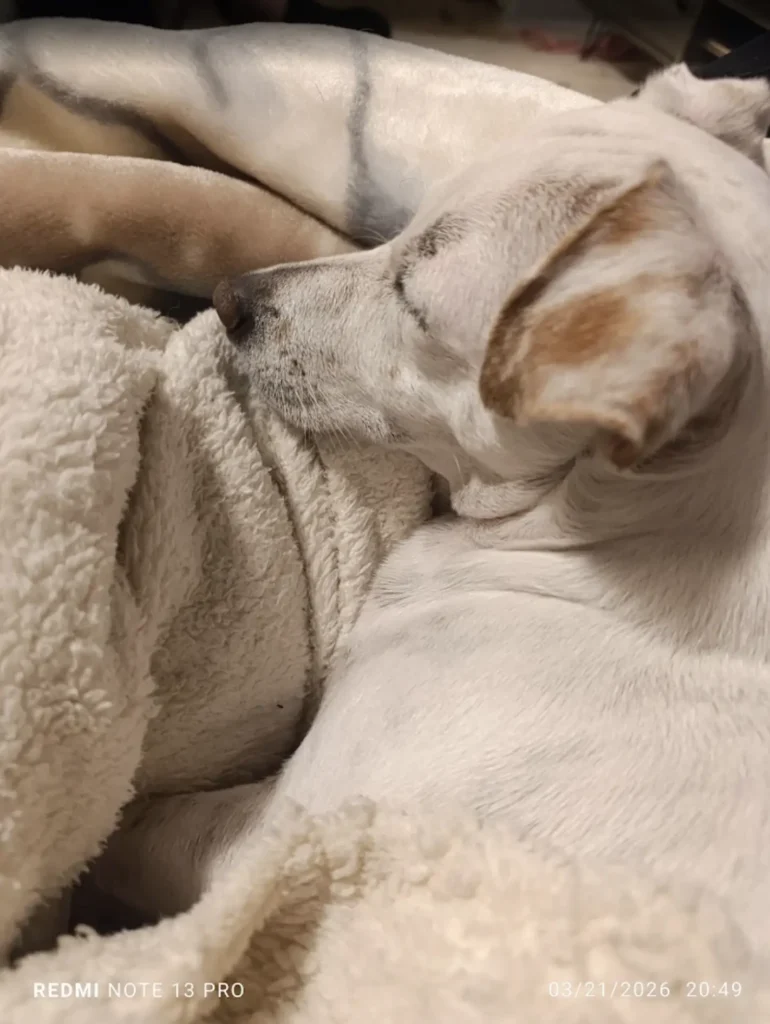 Snowy’s Journey - A Happy Pet Transport Story from South Africa to the Netherlands Image 2