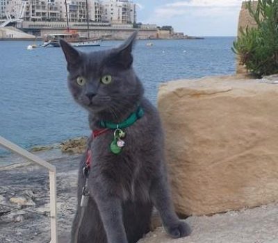 Artemis-has-arrived-safely-in-malta-with-keringa-pet-transport-by-air