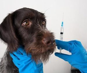 dog and hands of veterinarian preparing syringe for injection