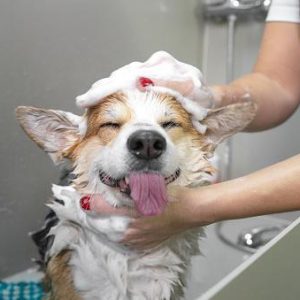 Corgie-having-a-bath