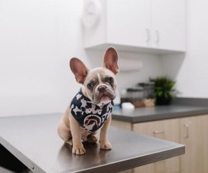 Frenchie-vaccinations