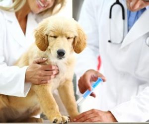 Golden-Retriever-Puppy-Vaccinations