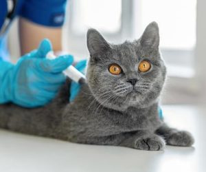 Grey-Cat-Vaccinations.jpg