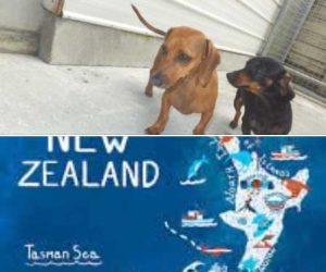 LEXIE-AND-BEA-HAVE-ARRIVED-SAFE-AND-SOUND-IN-NEW-ZEALAND
