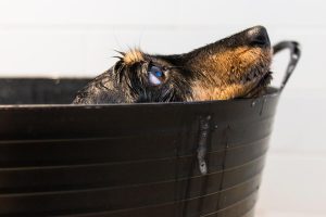 Daschund having a bath in a buket